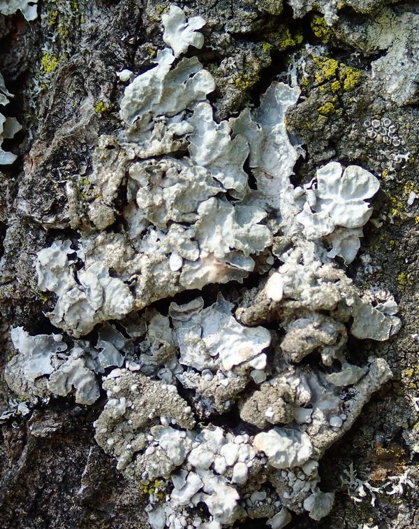 Altro Lichene delle Prealpi Trevigiane